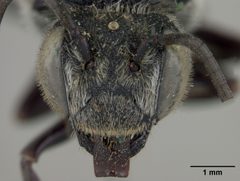 Coelioxys porterae by the Smithsonian. Used under a CC0 license.