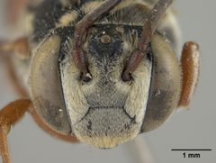 Coelioxys slossoni var. arenicola by the Smithsonian. Used under a CC0 license.