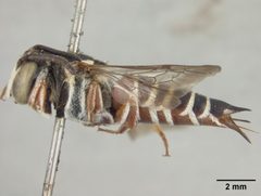 Coelioxys slossoni var. arenicola by the Smithsonian. Used under a CC0 license.