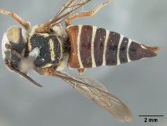Coelioxys slossoni var. arenicola by the Smithsonian. Used under a CC0 license.