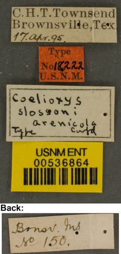 Coelioxys slossoni var. arenicola by the Smithsonian. Used under a CC0 license.