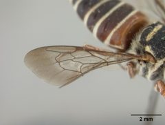 Coelioxys slossoni var. arenicola by the Smithsonian. Used under a CC0 license.