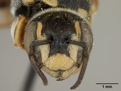 Dianthidium arizonicum by the Smithsonian. Used under a CC0 license.