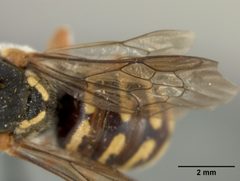 Dianthidium arizonicum by the Smithsonian. Used under a CC0 license.