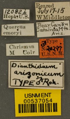 Dianthidium arizonicum by the Smithsonian. Used under a CC0 license.