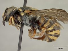 Dianthidium arizonicum by the Smithsonian. Used under a CC0 license.