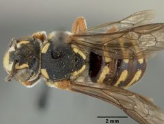 Dianthidium arizonicum by the Smithsonian. Used under a CC0 license.