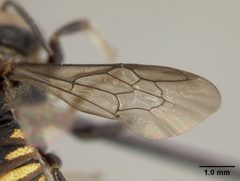 Dianthidium chrysurum by the Smithsonian. Used under a CC0 license.