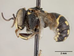 Dianthidium (Anthidiellam) eiseni by the Smithsonian. Used under a CC0 license.