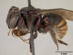 Dianthidium holmbergi by the Smithsonian. Used under a CC0 license.