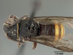 Dianthidium mapirense by the Smithsonian. Used under a CC0 license.