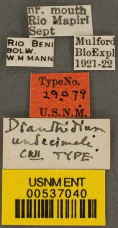 Dianthidium undecimale by the Smithsonian. Used under a CC0 license.