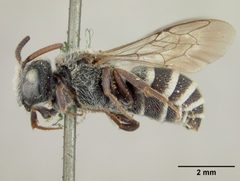 Dioxys martii by the Smithsonian. Used under a CC0 license.