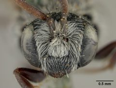 Dioxys martii by the Smithsonian. Used under a CC0 license.