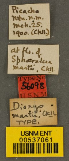 Dioxys martii by the Smithsonian. Used under a CC0 license.