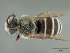 Dioxys martii by the Smithsonian. Used under a CC0 license.