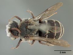 Dioxys pomonae by the Smithsonian. Used under a CC0 license.
