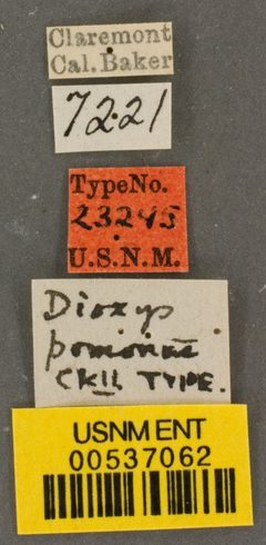 Dioxys pomonae by the Smithsonian. Used under a CC0 license.