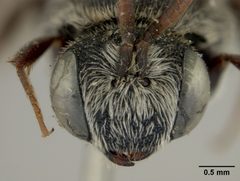 Dioxys pomonae by the Smithsonian. Used under a CC0 license.