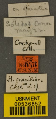 Heriades gracilior by the Smithsonian. Used under a CC0 license.