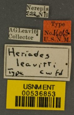 Heriades leavitti by the Smithsonian. Used under a CC0 license.