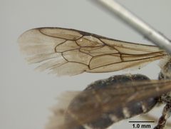 Heriades odontura by the Smithsonian. Used under a CC0 license.