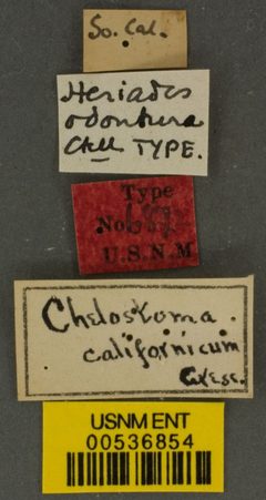 Heriades odontura by the Smithsonian. Used under a CC0 license.
