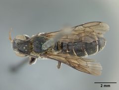 Heriades odontura by the Smithsonian. Used under a CC0 license.