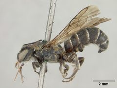 Heriades odontura by the Smithsonian. Used under a CC0 license.