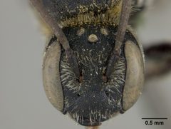 Heriades odontura by the Smithsonian. Used under a CC0 license.