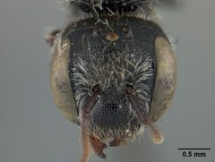 Hoplitis grinnelli by the Smithsonian. Used under a CC0 license.