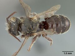 Hoplitis producta subgracilis by the Smithsonian. Used under a CC0 license.