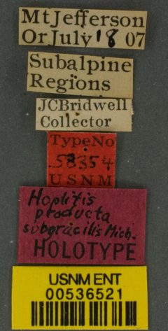 Hoplitis producta subgracilis by the Smithsonian. Used under a CC0 license.
