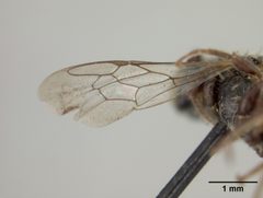 Hoplitis producta subgracilis by the Smithsonian. Used under a CC0 license.