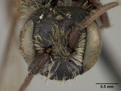 Hoplitis producta subgracilis by the Smithsonian. Used under a CC0 license.