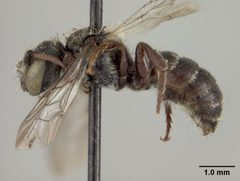 Hoplitis producta subgracilis by the Smithsonian. Used under a CC0 license.