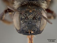 Lithurgus albofimbriatus froggatti by the Smithsonian. Used under a CC0 license.