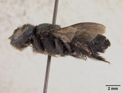 Lithurgus fortis nigerrimus by the Smithsonian. Used under a CC0 license.