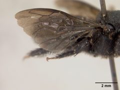 Lithurgus fortis nigerrimus by the Smithsonian. Used under a CC0 license.