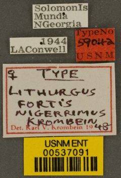 Lithurgus fortis nigerrimus by the Smithsonian. Used under a CC0 license.