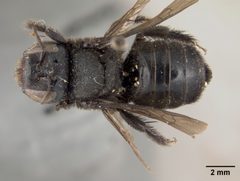 Lithurgus fortis nigerrimus by the Smithsonian. Used under a CC0 license.
