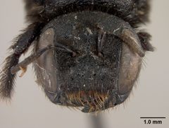 Lithurgus fortis nigerrimus by the Smithsonian. Used under a CC0 license.