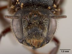 Lithurgus guamensis by the Smithsonian. Used under a CC0 license.