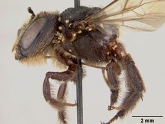 Lithurgus guamensis by the Smithsonian. Used under a CC0 license.