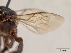 Lithurgus guamensis by the Smithsonian. Used under a CC0 license.