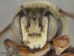 Megachile comata by the Smithsonian. Used under a CC0 license.