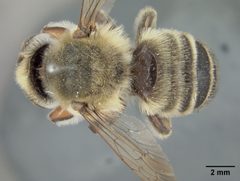 Megachile comata by the Smithsonian. Used under a CC0 license.
