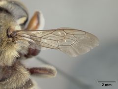 Megachile comata by the Smithsonian. Used under a CC0 license.