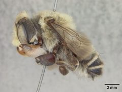 Megachile comata by the Smithsonian. Used under a CC0 license.