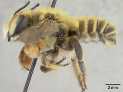 Megachile fortis var. vestali by the Smithsonian. Used under a CC0 license.